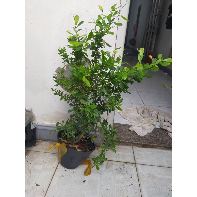 Linh sam siêu bông, siêu thơm và siêu dễ trồng, giao cây có hoa hoặc không hoa