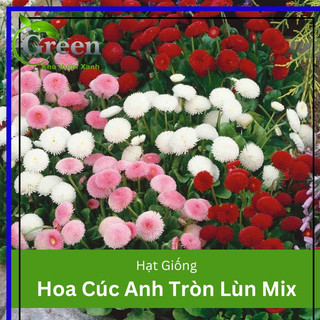 Hạt Giống Hoa Cúc Anh (Cúc Bellis) Tròn Lùn Mix (100H)
