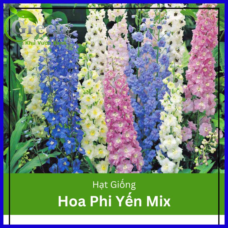 Hạt Giống Hoa Phi Yến Nhiều Màu Mix (50 hạt)