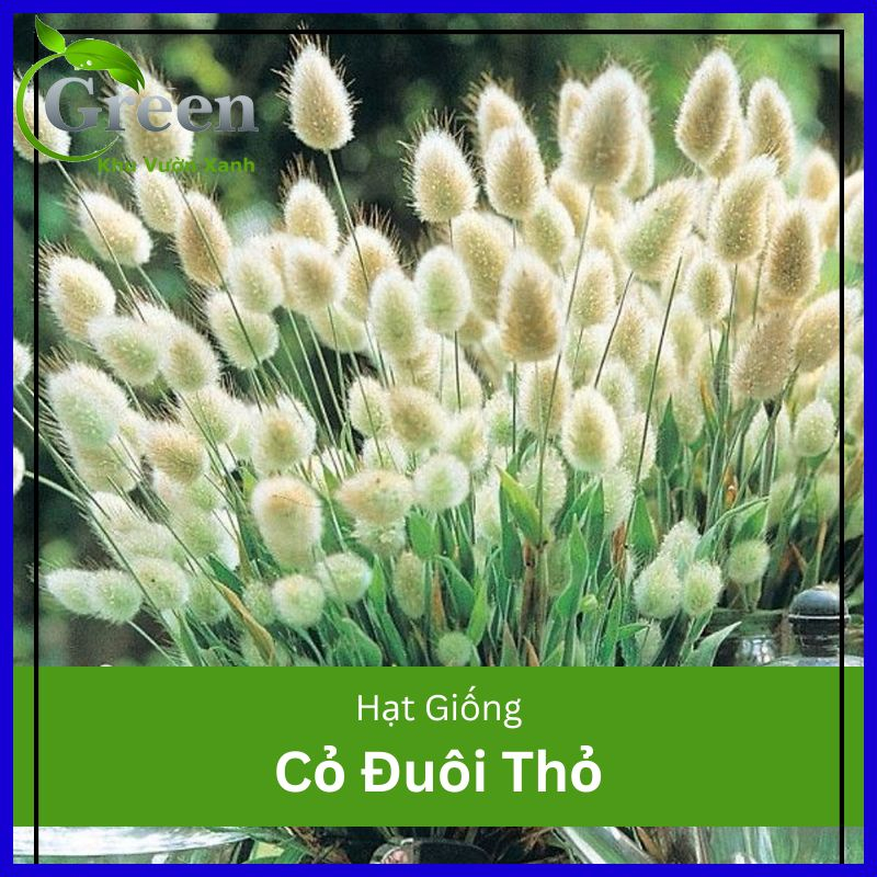 Hạt Giống Cỏ Đuôi Thỏ (Gói 100 hạt) Chịu Nhiệt Tốt, Trồng Quanh Năm