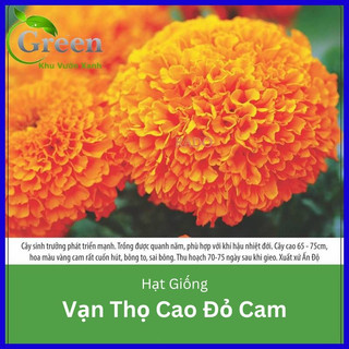 Hạt giống vạn thọ cao bông to đỏ cam ấn độ