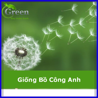 Hạt Giống Hoa Bồ Công Anh (50H)