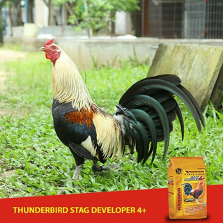 Cám Thunderbird Stag 4+ dành cho gà đá(1kg)