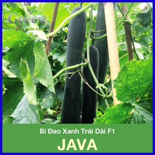 Hạt Giống Bí Đao Xanh Trái Dài F1 JAVA Tỉ Lệ Đậu Trái Cao, Sinh Trưởng Mạnh
