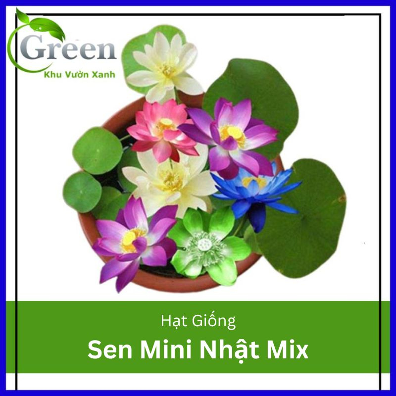 Hạt Giống Sen Mini Nhật Nhiều Màu Dễ Trồng, Nảy Mầm Tốt, Ra Hoa Liên Tục (Gói 10 hạt)