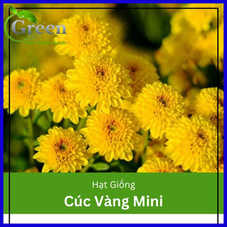 Hạt Giống Cúc Vàng Mini 100H