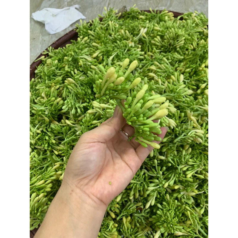 500g Hoa Đu Đủ Đực Tươi 100% Sạch - Dùng Chưng Cất Siro Hoặc Ngâm Mật Ong, Rất Tốt.