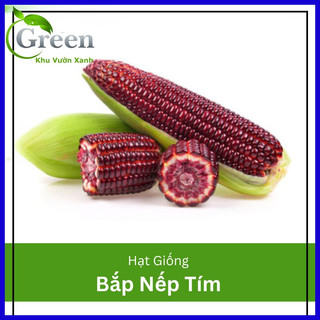 Hạt Giống Bắp Nếp Tím (Ngô Tím) F1 (20H)
