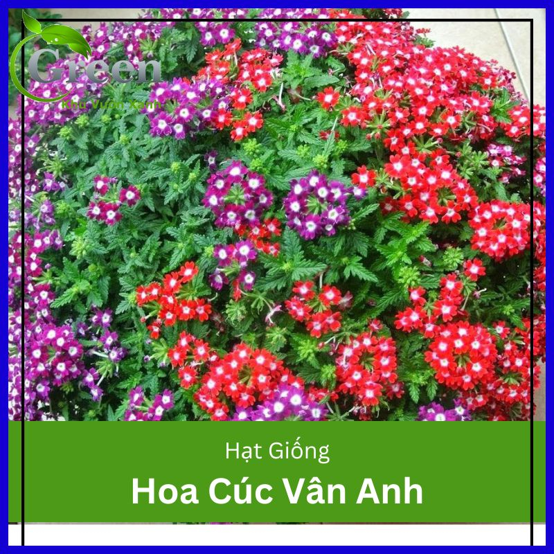 Hạt Giống Hoa Vân Anh (Cúc Lá Nho) Mix