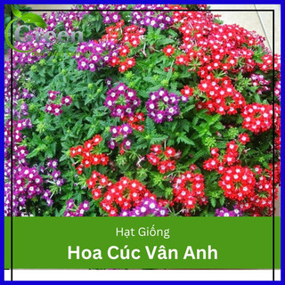 Hạt giống hoa vân anh mix