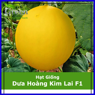 Hạt giống dưa lê hoàng kim lai f1