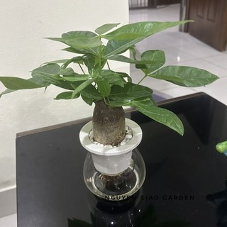 Cây kim ngân thủy sinh, cây phong thủy mang may mắn, tài lộc