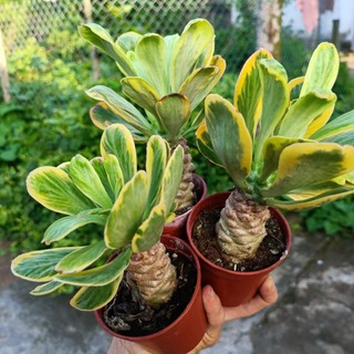 Sale++ xương rồng ngọc kỳ lân siêu đẹp
