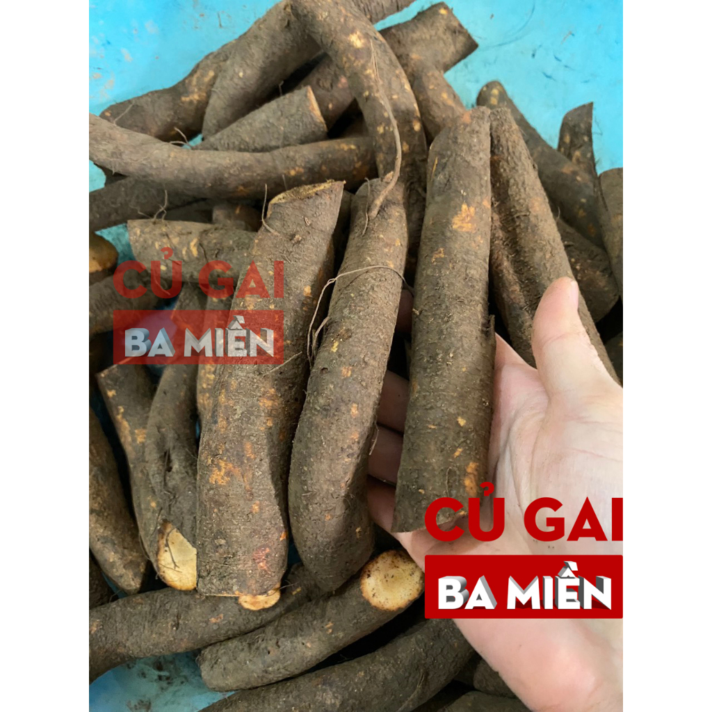 1kg Củ gai tươi an thai Ba Miền