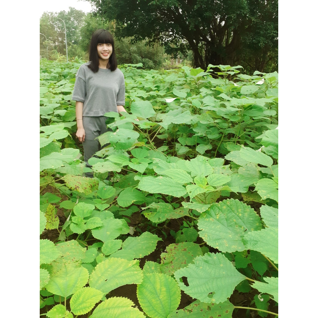 1kg Củ gai tươi an thai Ba Miền