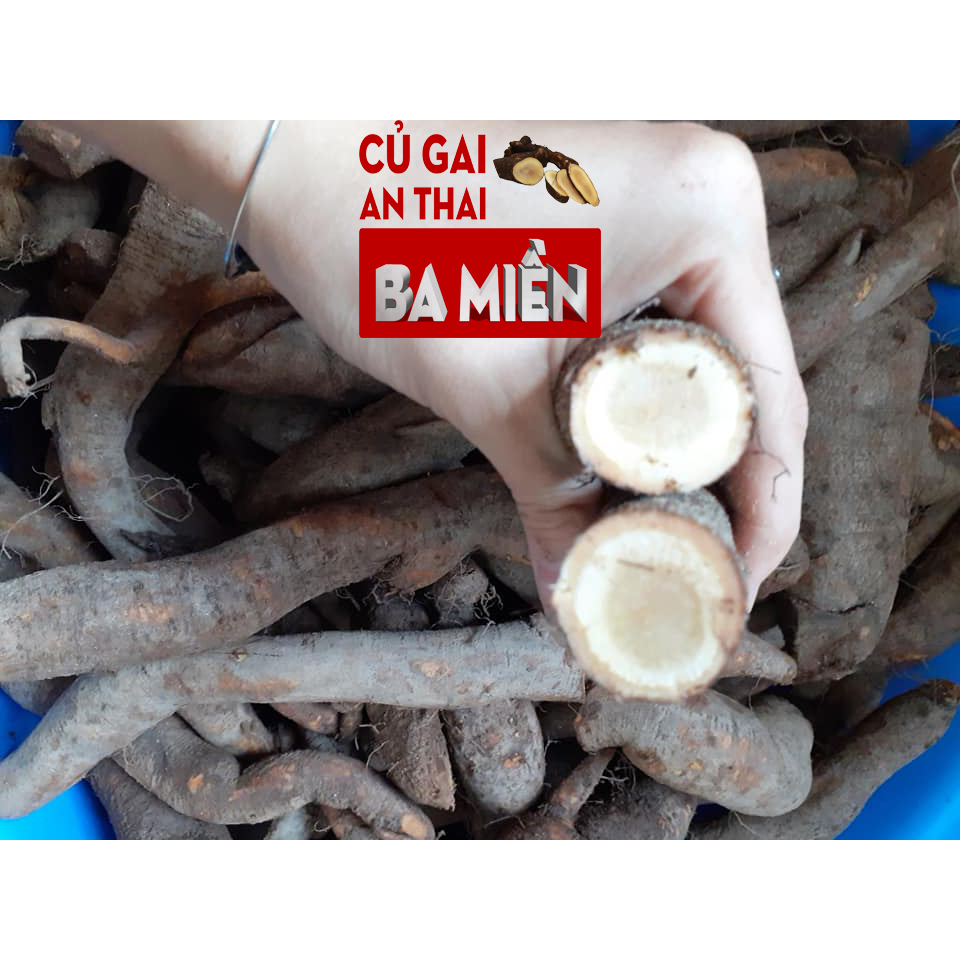 1kg Củ gai tươi an thai Ba Miền