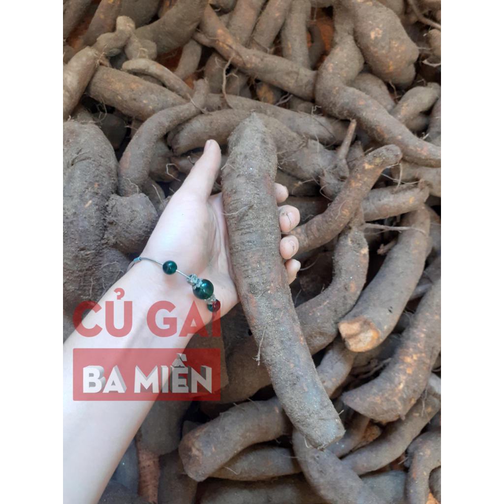 1kg Củ gai tươi an thai Ba Miền