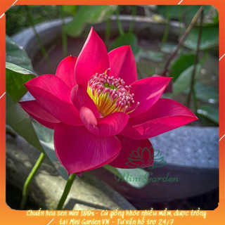 Củ giống sen mini tú mạc - mini garden