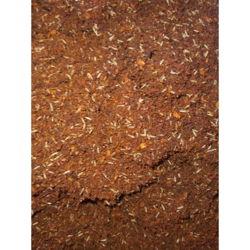 Trứng dế thái , siêu nhiều trứng