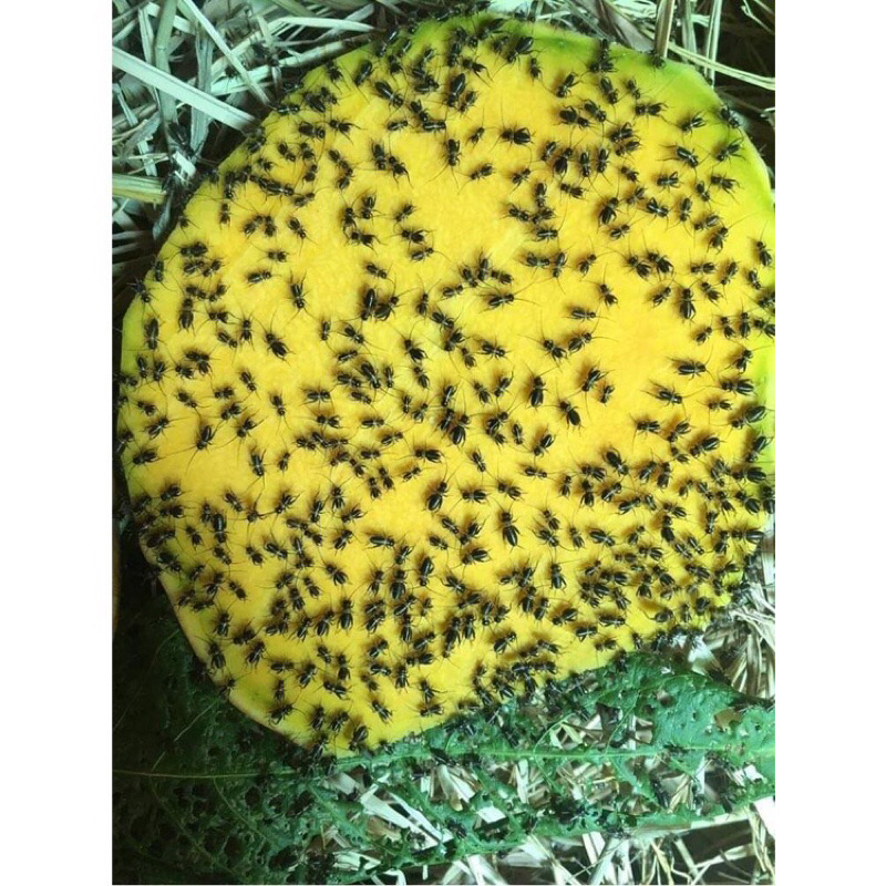 Trứng dế thái , siêu nhiều trứng