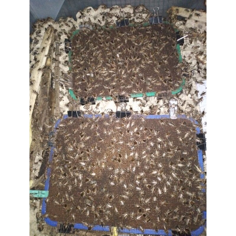 Trứng dế thái , siêu nhiều trứng