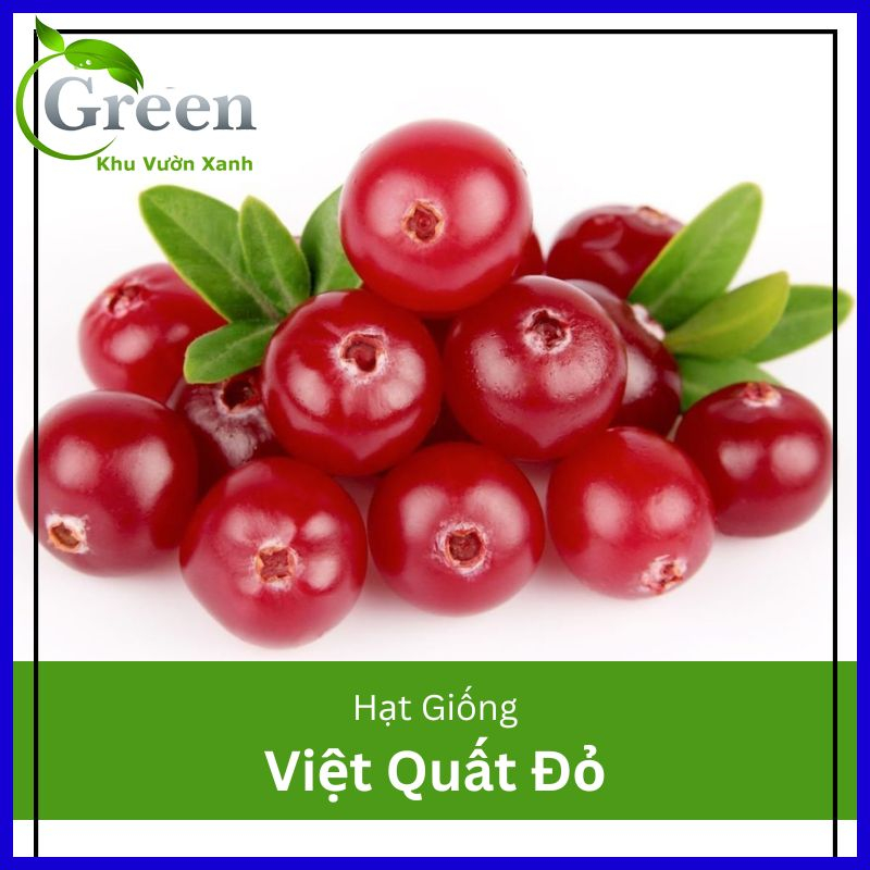 Hạt Giống Cây Việt Quất Đỏ (Gói 30 hạt) Trồng Quanh Năm
