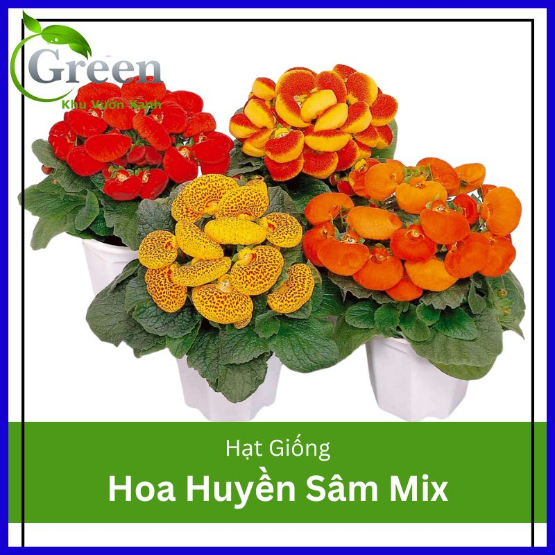 Hạt Giống Hoa Huyền Sâm Mix (20H)