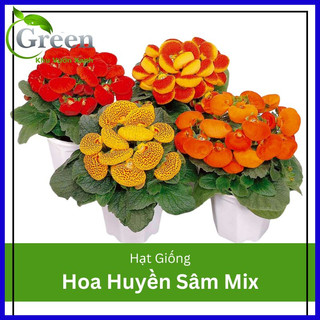 Hạt giống hoa huyền sâm mix