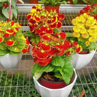 Hạt Giống Hoa Huyền Sâm Mix (20H)