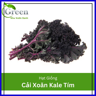Hạt Giống Cây Cải Xoăn Kale Laci Ý (100H)