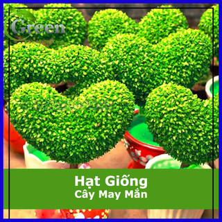 Hạt Giống Cây May Mắn (Cây Tài Lộc) (200H)