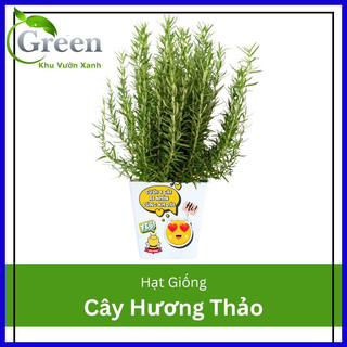 Hạt Giống Cây Hương Thảo