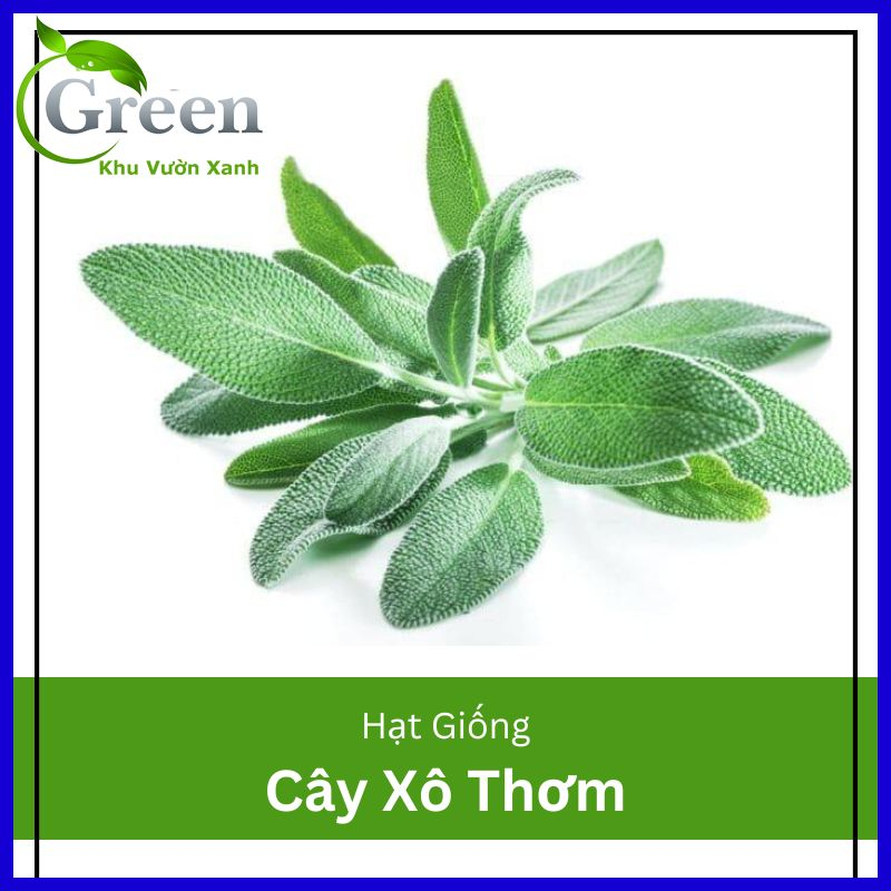 Hạt Giống Cây Xô Thơm (Sage) Chịu Nhiệt Tốt, Thu Hoạch Lâu Năm (Gói 20 hạt)