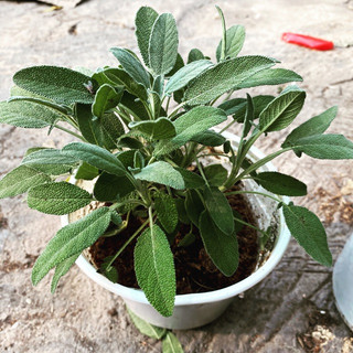 Hạt Giống Cây Xô Thơm (Sage) Chịu Nhiệt Tốt, Thu Hoạch Lâu Năm (Gói 20 hạt)