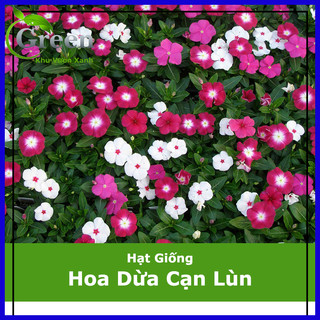 Hạt Giống Hoa Dừa Cạn Lùn Lai F1 Nhiều Màu
