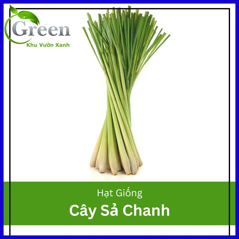 Hạt Giống Cây Sả Chanh (10H)