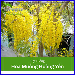 Hạt Giống Hoa Muồng Hoàng Yến Chất Lượng F1 (40H)