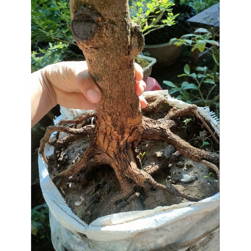 Cây mai vàng giảo 8-12 cánh ( như hình)