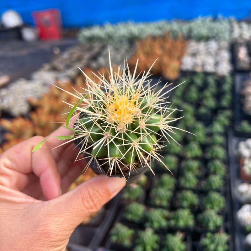 cây xương rồng Kim Hổ Echinocactus grusonii size bầu 4-4,5cm, cây cảnh trang trí nhà cửa THUANPHAT GARDEN
