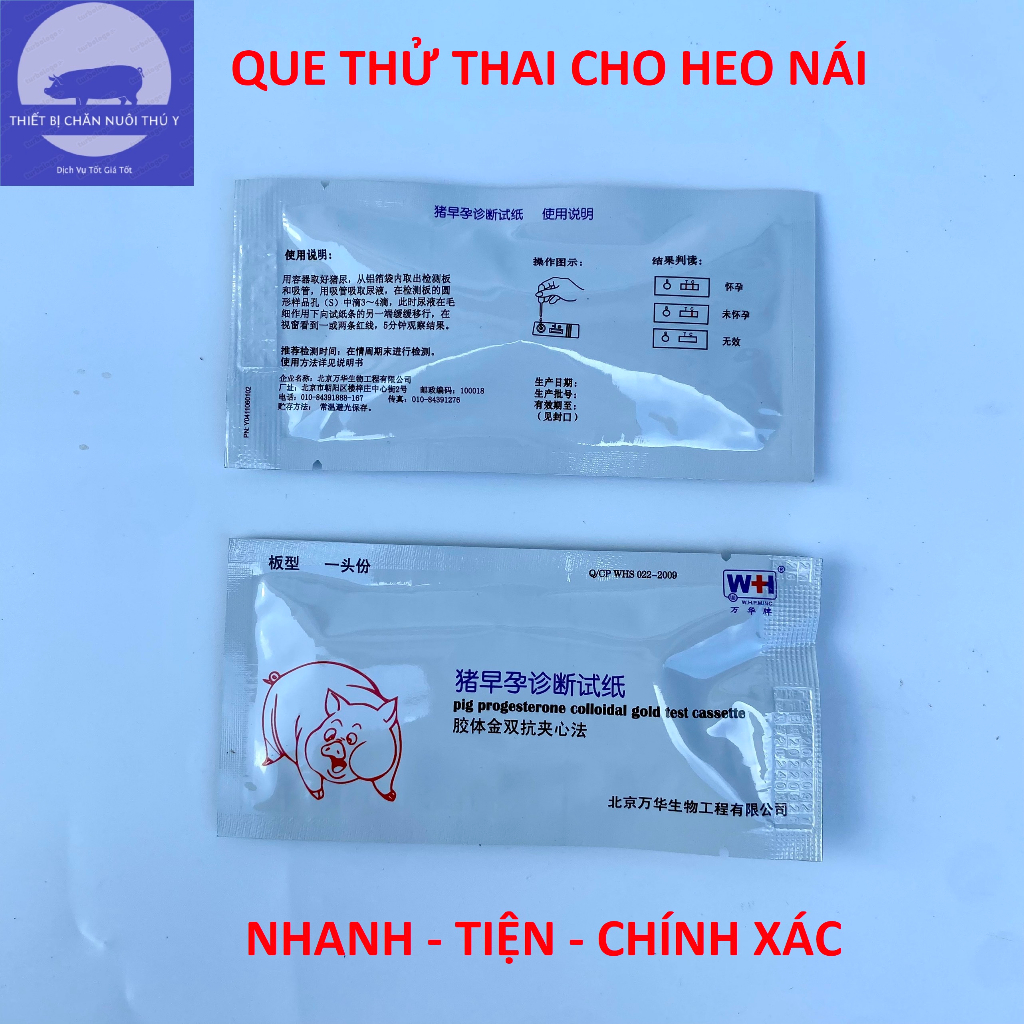 Que Thử Thai Cho Heo, Nhanh, Hiệu Quả, Chính Xác