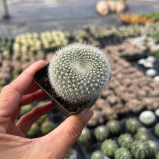   CÓ GIÁ SỈ  xương rồng Lông thiên nga hoa cam Rebutia albipilosa size bầu 3-4cm 