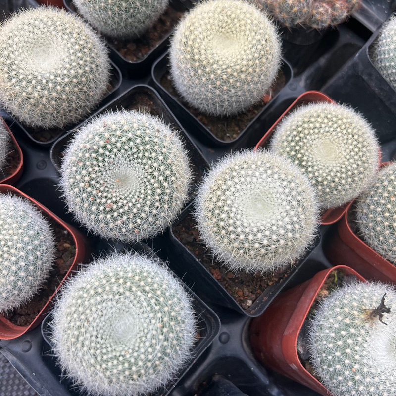 Cây xương rồng Lông thiên nga hoa cam Rebutia albipilosa size bầu 3-4cm, cây cảnh trang trí nhà cửa THUANPHAT GARDEN