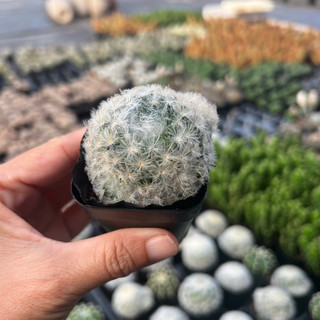 Cây xương rồng Mami tiểu thơ hoa trắng Mammilaria plumosa size bầu 3-4cm, cây cảnh trang trí nhà cửa THUANPHAT GARDEN