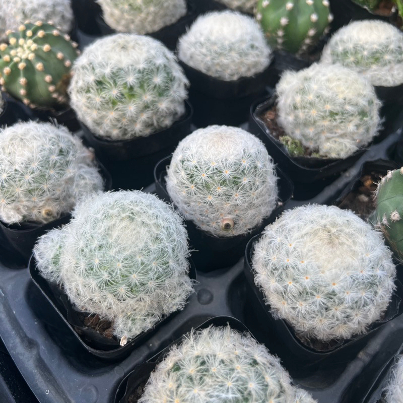 Cây xương rồng Mami tiểu thơ hoa trắng Mammilaria plumosa size bầu 3-4cm, cây cảnh trang trí nhà cửa THUANPHAT GARDEN