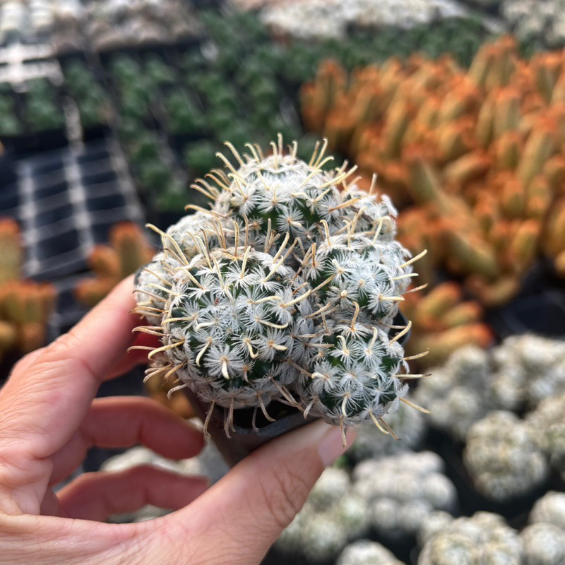 cây xương rồng Mamillaria crinita hoa cốm size bầu 4-4,5cm, cây cảnh trang trí nhà cửa THUANPHAT GARDEN
