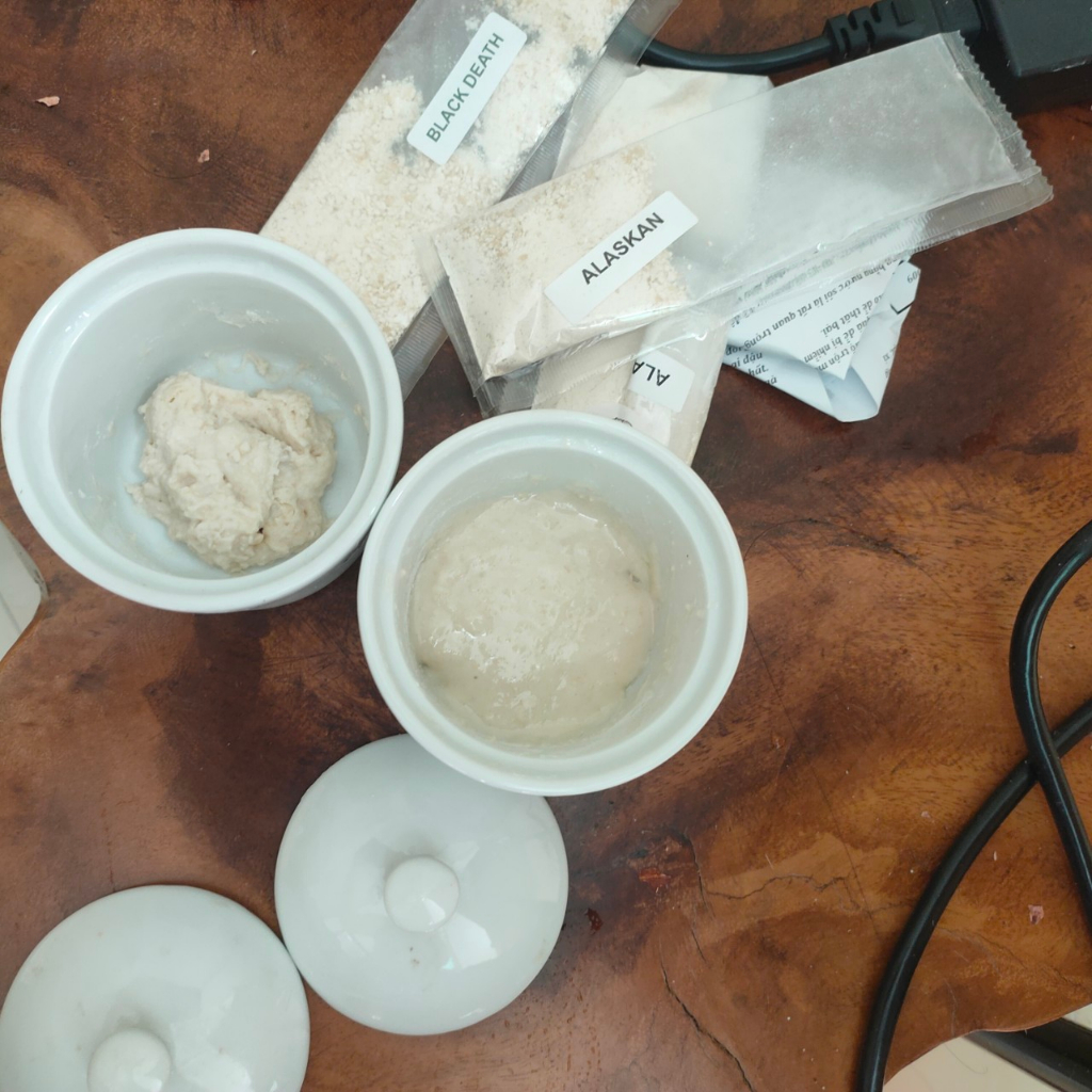 Men tự nhiên hơn 400 tuổi Bavaria .Bảo hành 1 đổi 1 mua men ướt kèm men khô