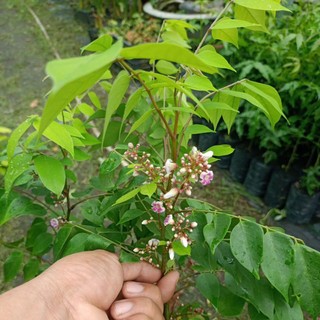 Cây khế ngọt đang ra hoa hàng chuẩn giống