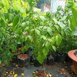 Cây khế ngọt đang ra hoa hàng chuẩn giống