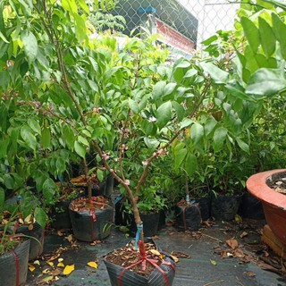 Cây khế ngọt đang ra hoa hàng chuẩn giống