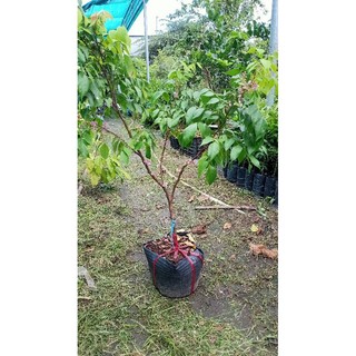 Cây khế ngọt đang ra hoa hàng chuẩn giống
